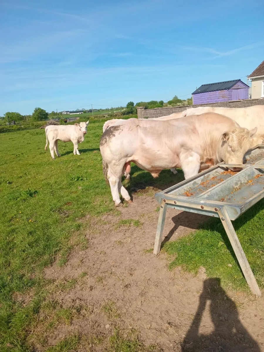 2 year old Charolais Bull - Image 2