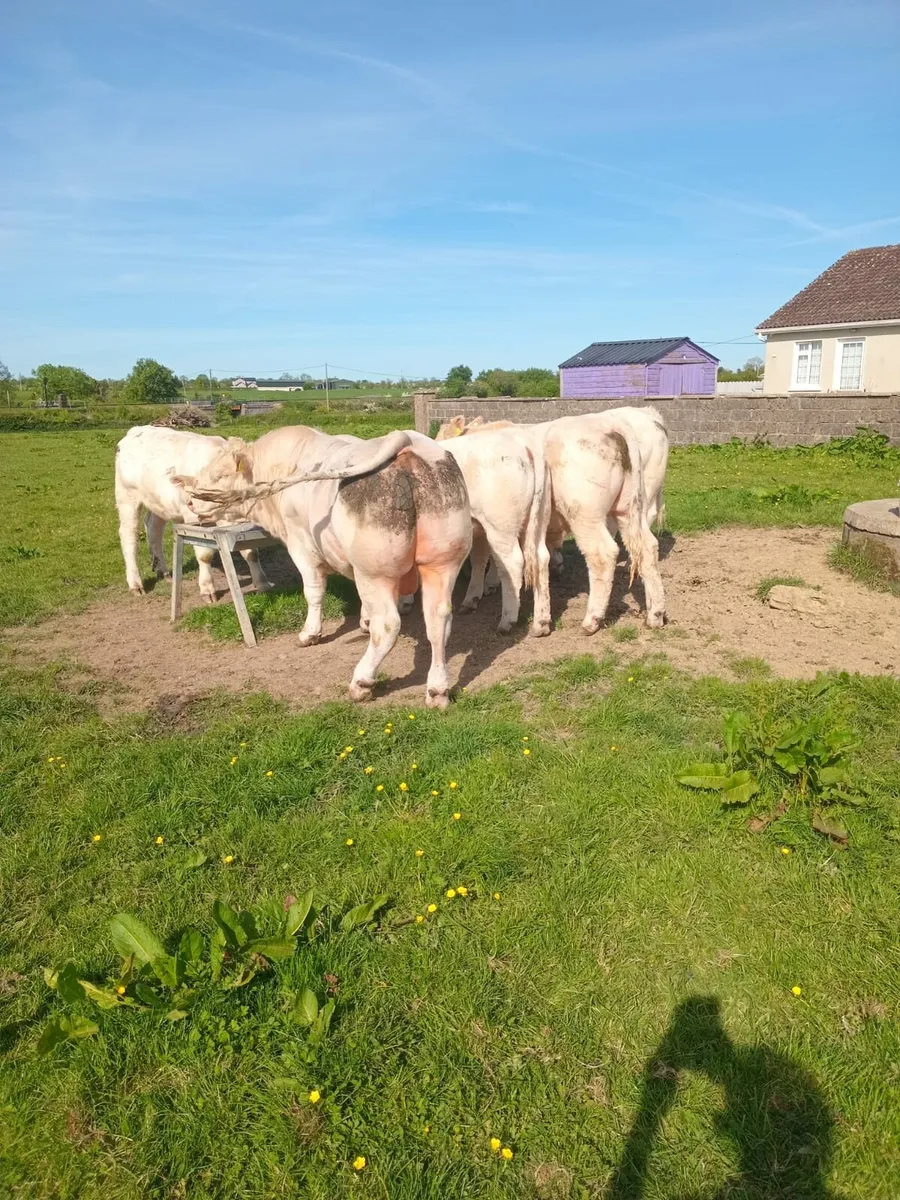 2 year old Charolais Bull - Image 3