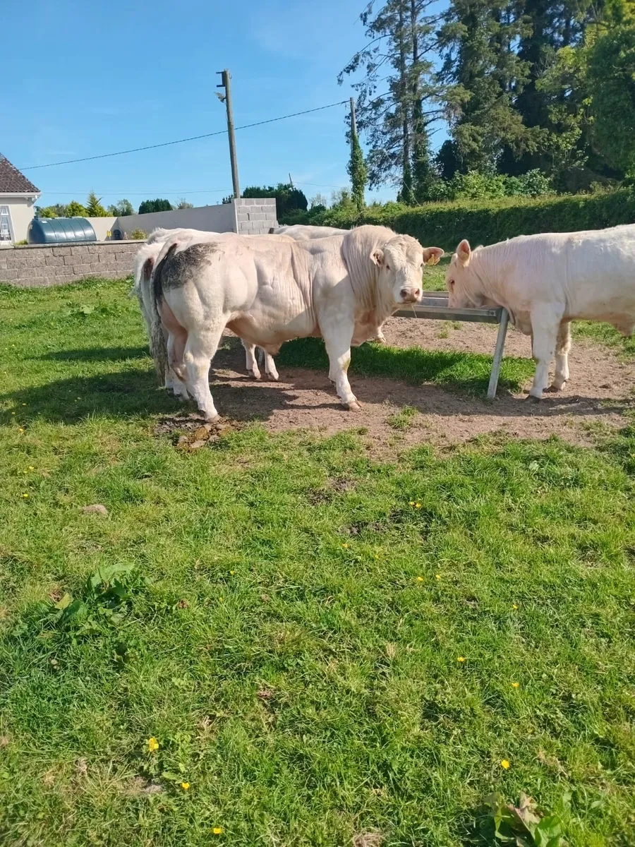 2 year old Charolais Bull - Image 4