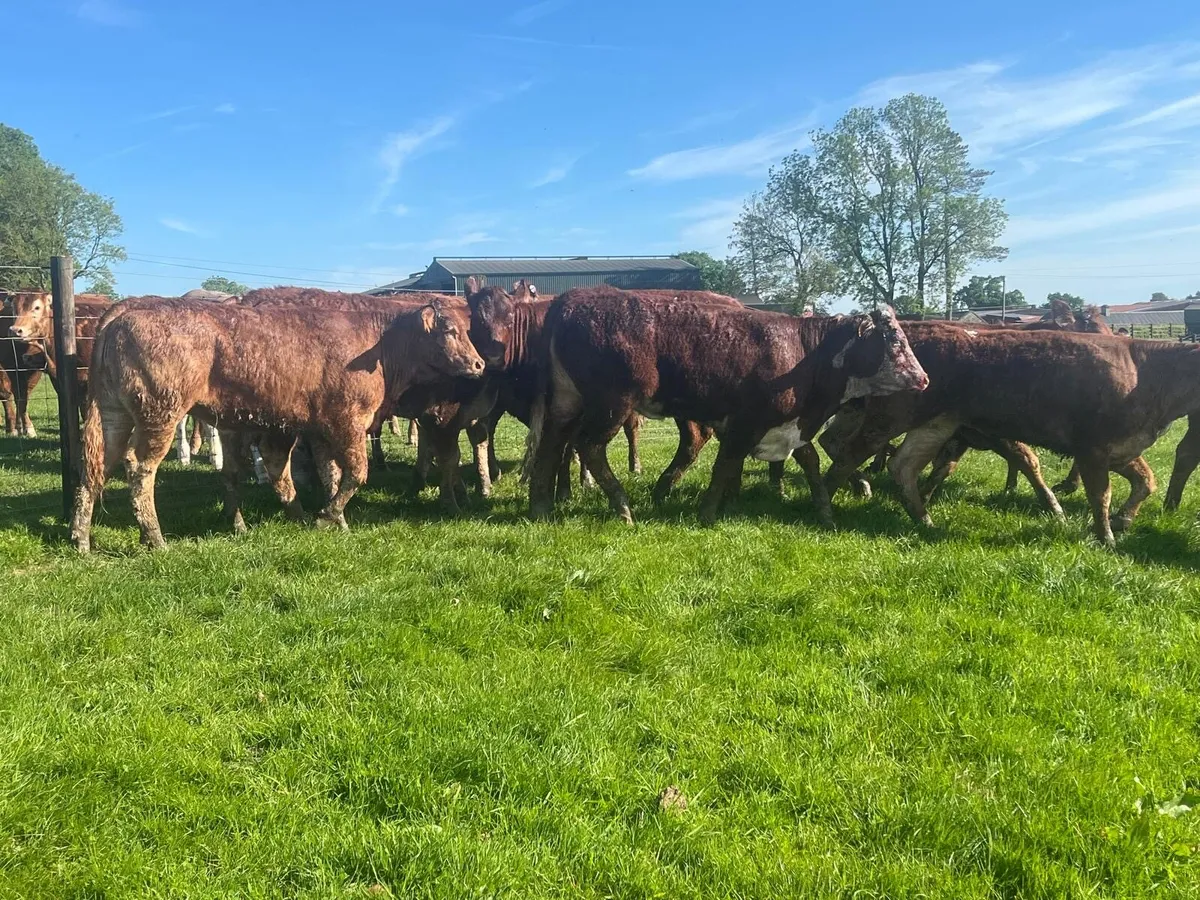 16 super 430 kg continental heifers - Image 2