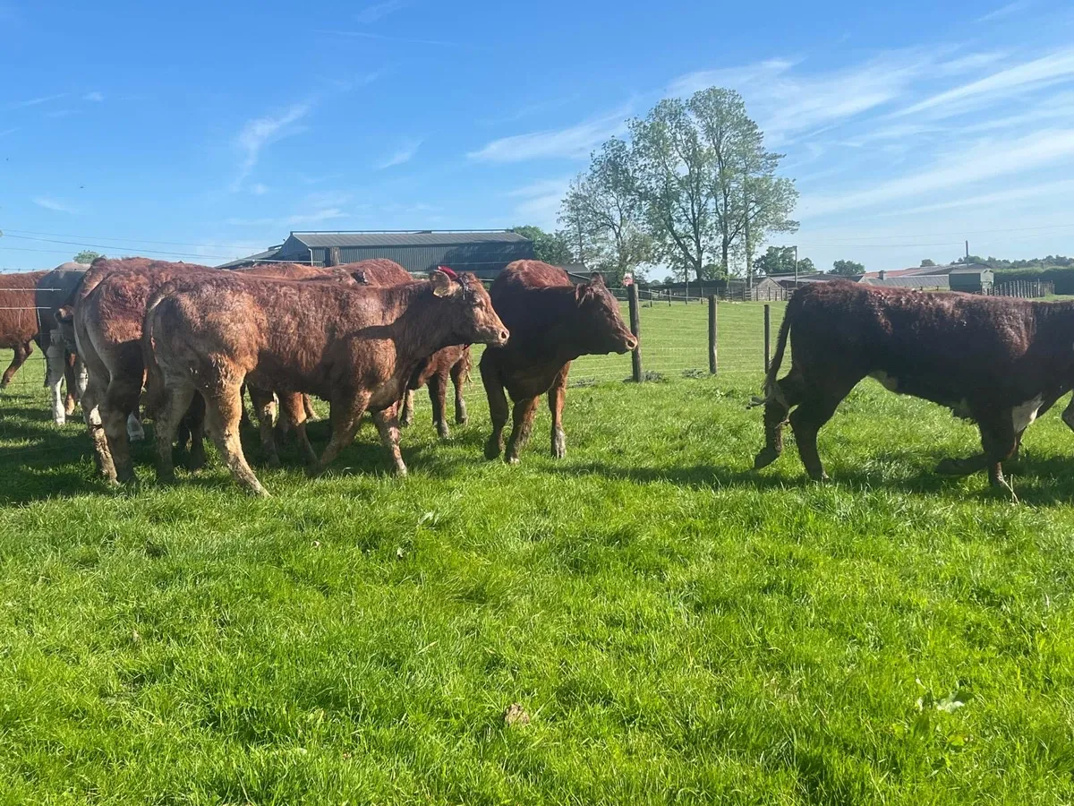 16 super 430 kg continental heifers - Image 3