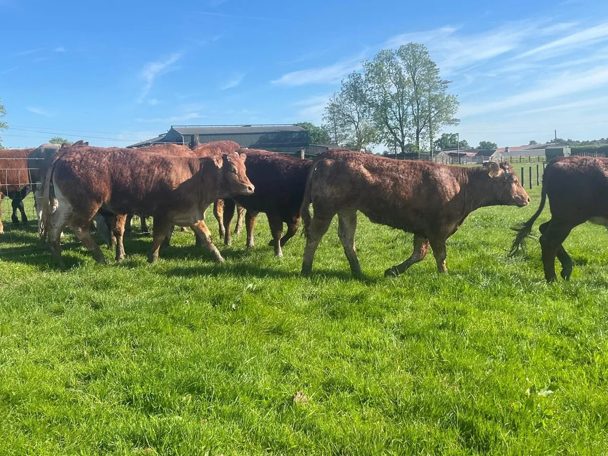 16 super 430 kg continental heifers - Image 4