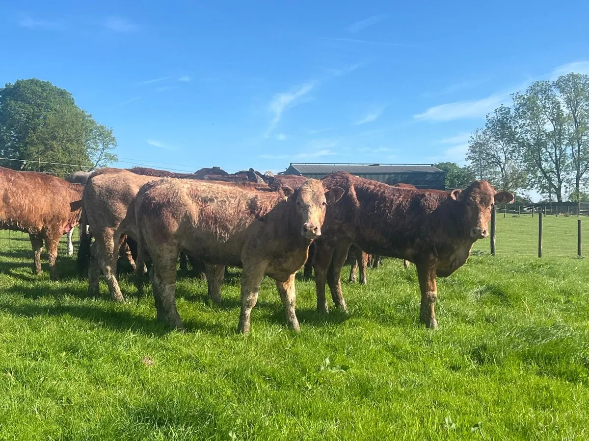 16 super 430 kg continental heifers - Image 1