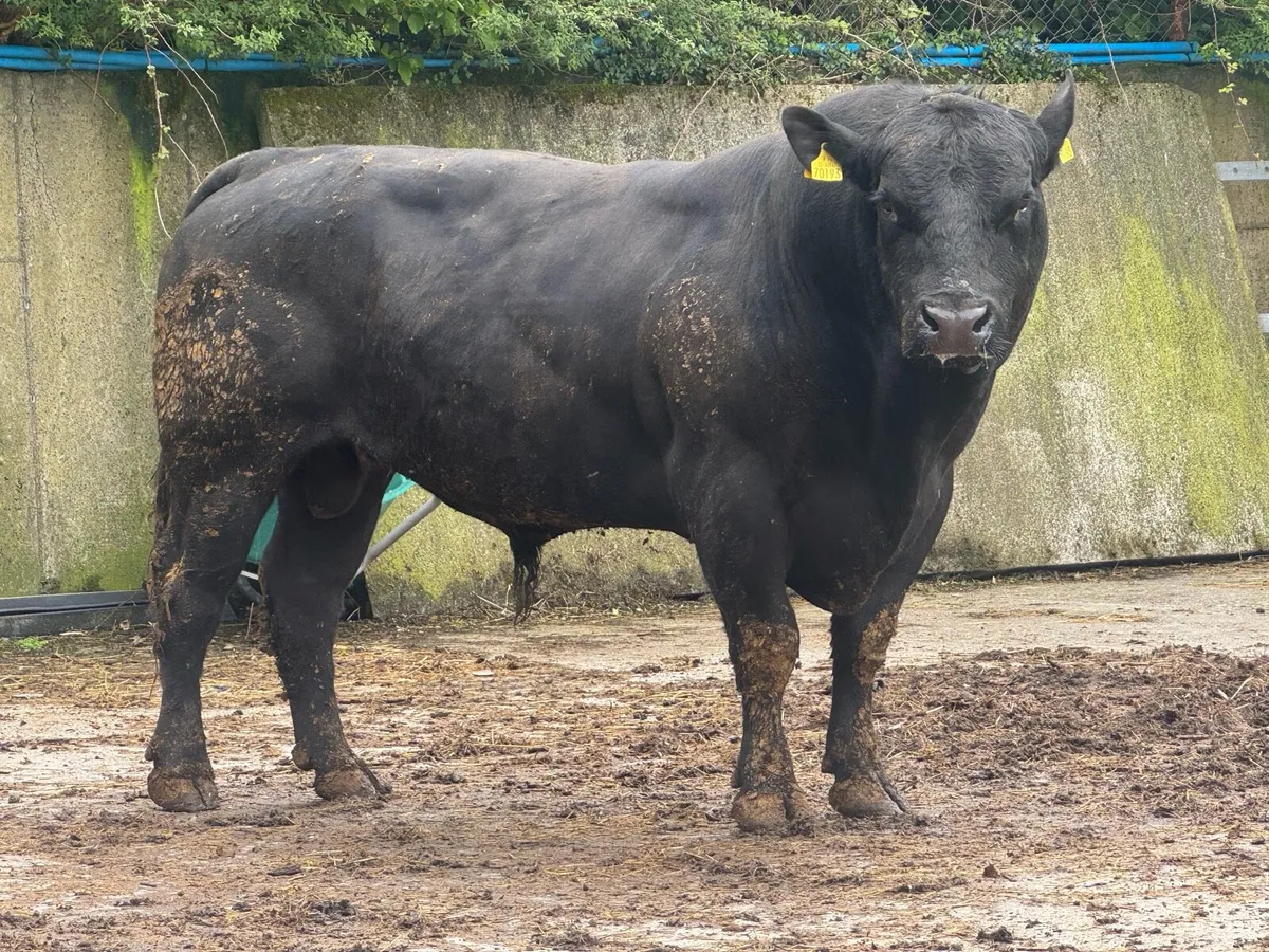 Mature pedigree Angus bulls - Image 1