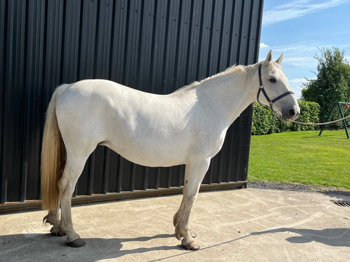 Draught mare - Image 1