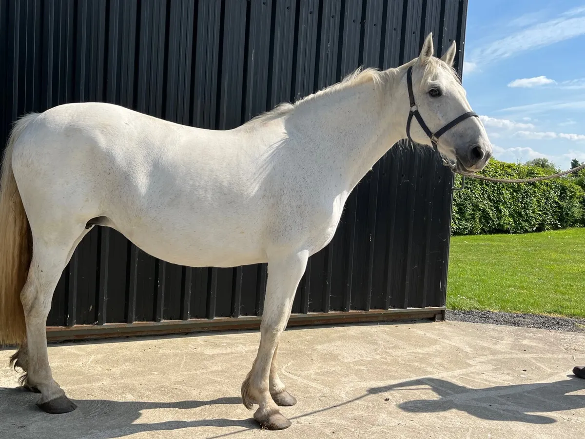 Draught mare - Image 2