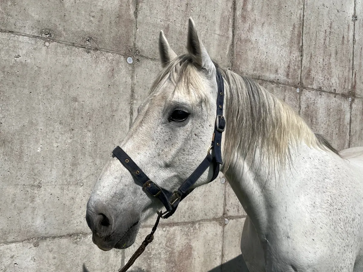 Draught mare - Image 3