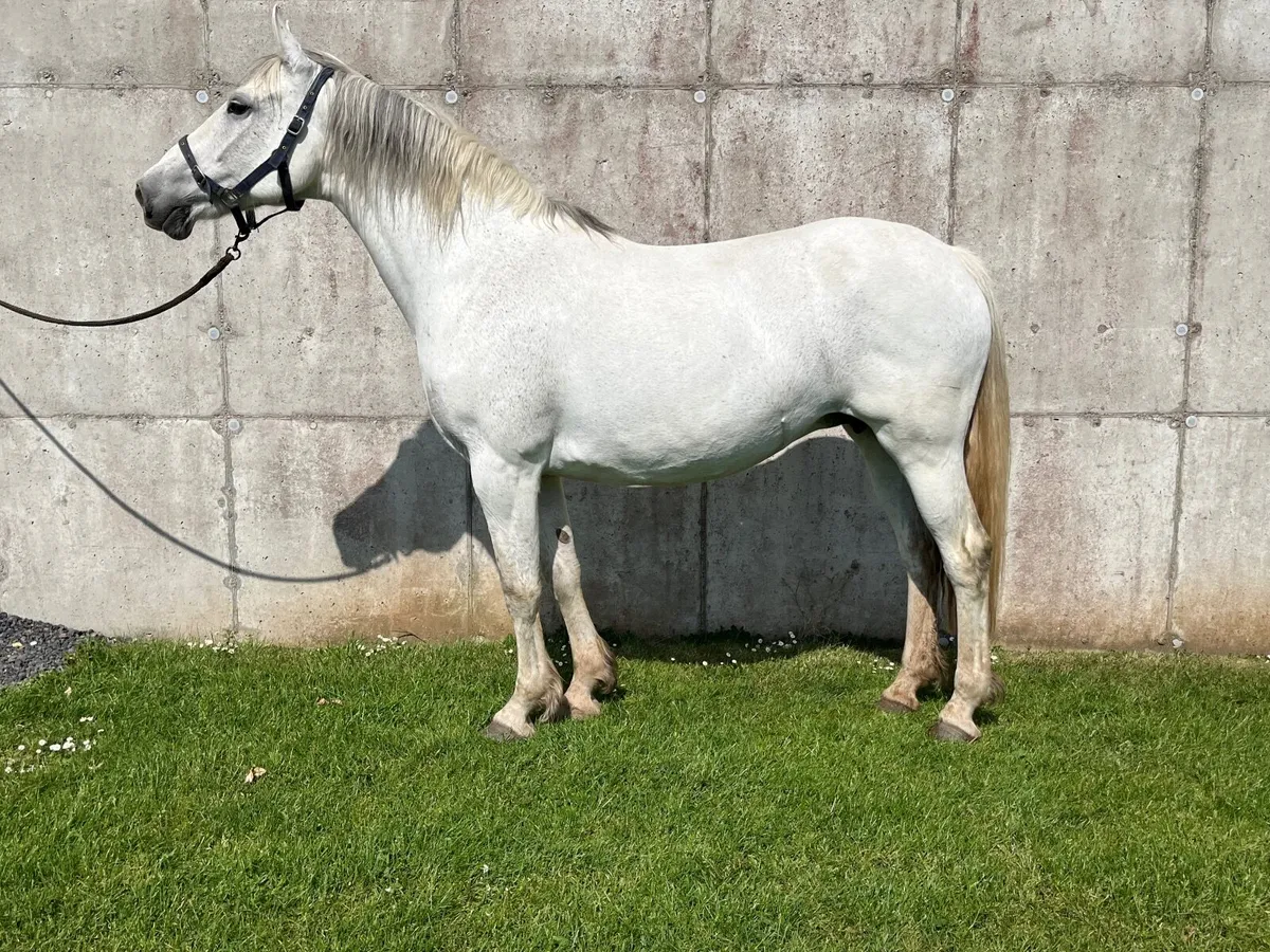 Draught mare - Image 4