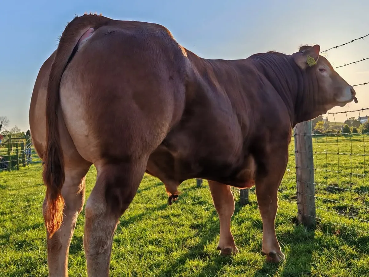 Super Limousin Bulls - Image 1
