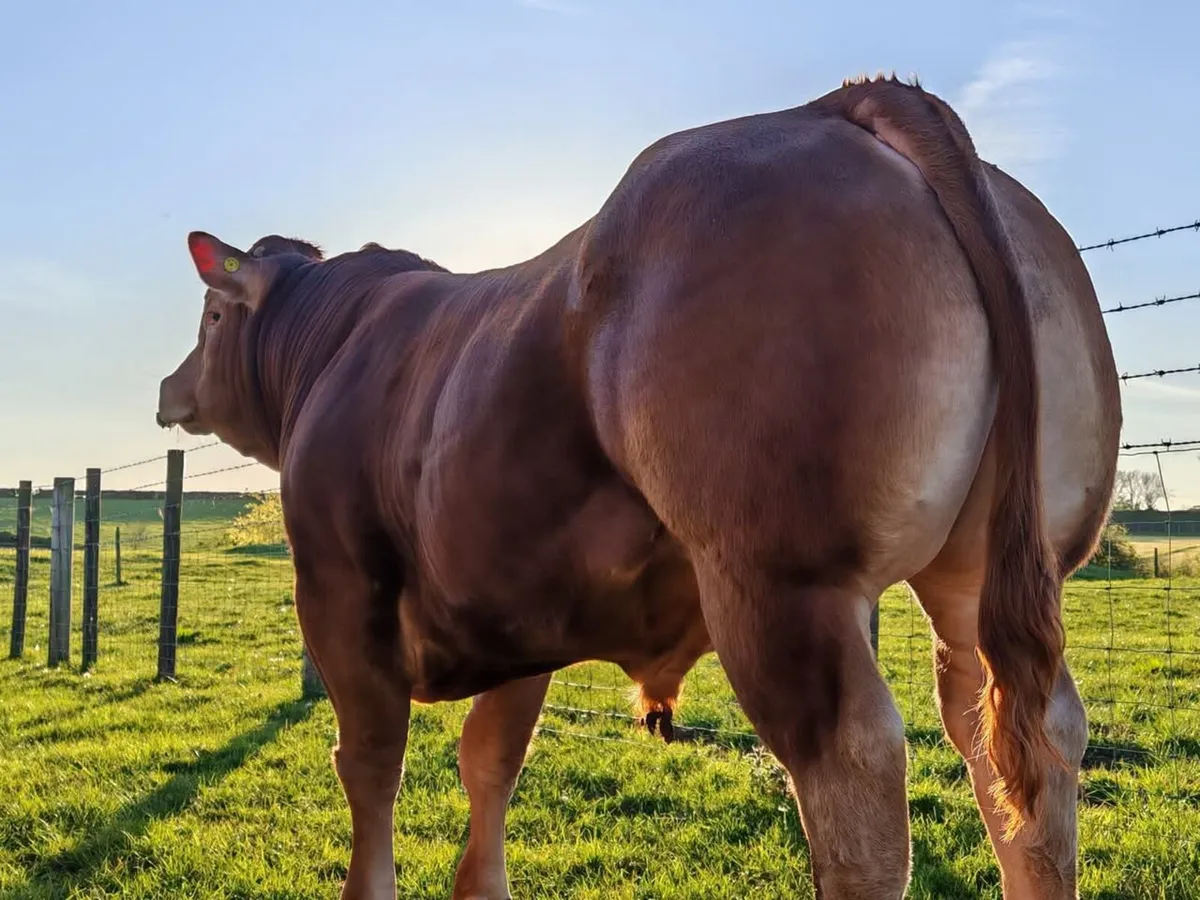 Super Limousin Bulls - Image 2