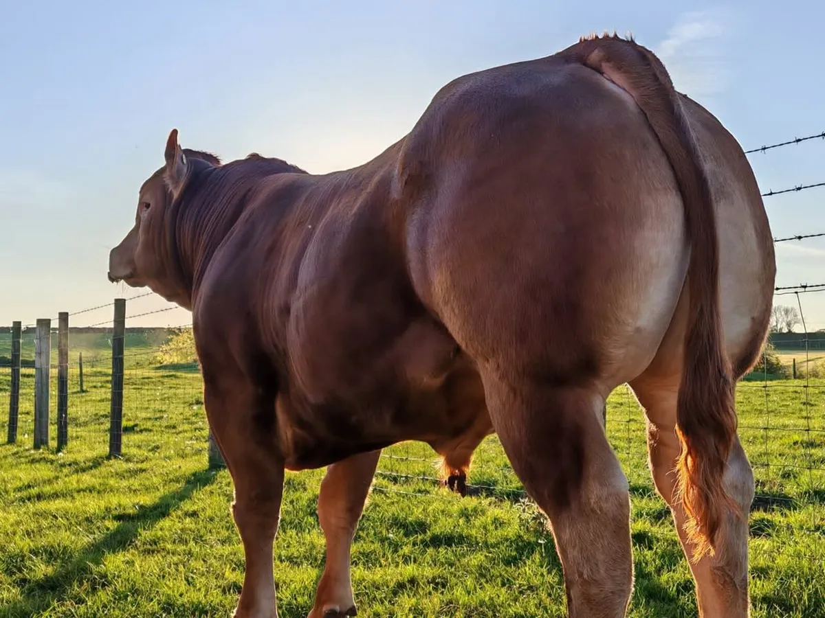 Super Limousin Bulls - Image 3