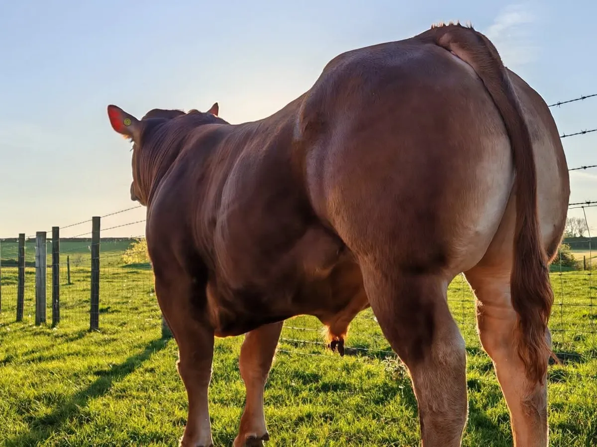 Super Limousin Bulls - Image 4