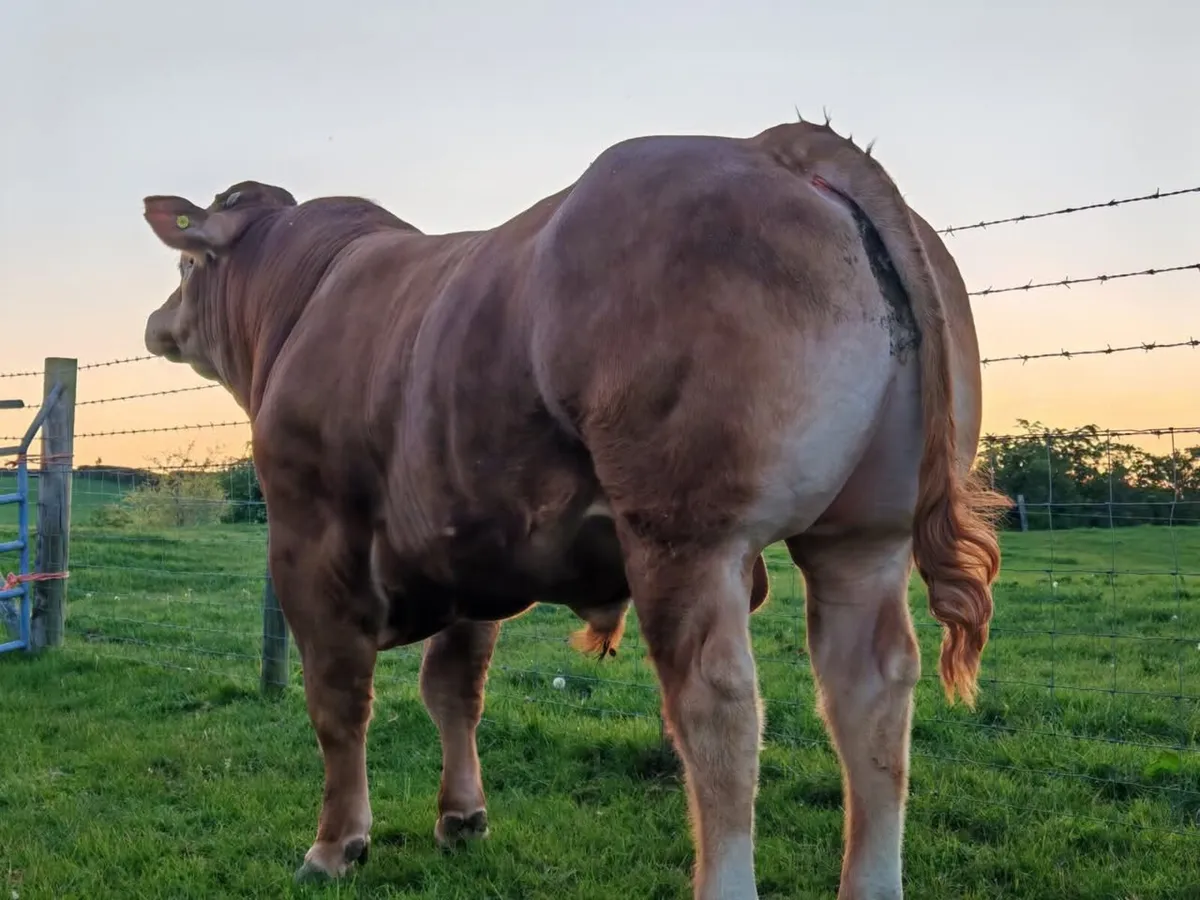 Super Limousin Bulls - Image 1