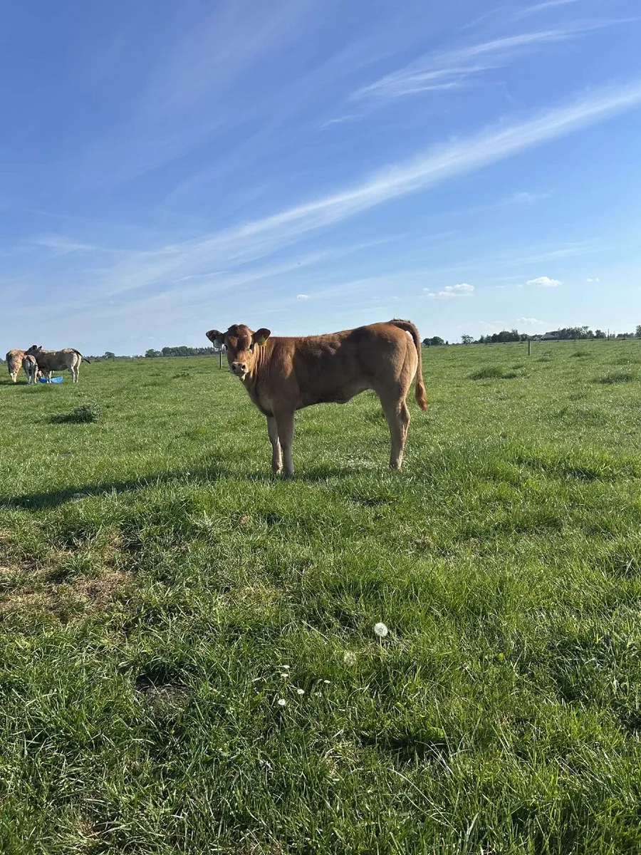 ⭐️Pb Cow & Calf⭐️ - Image 2
