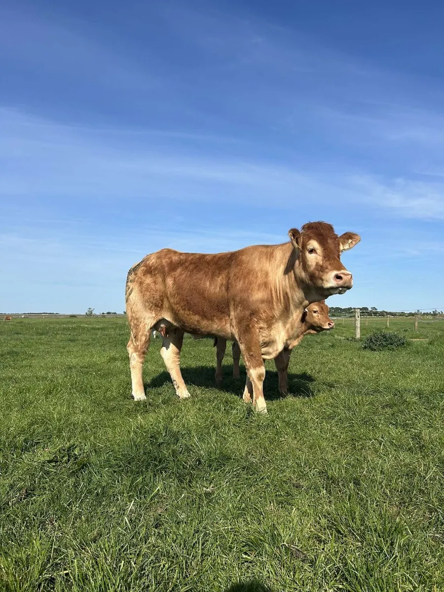 ⭐️Pb Cow & Calf⭐️ - Image 4