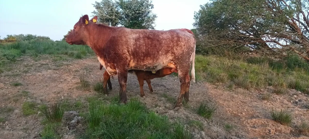 Roan first calver with heifer calf at foot - Image 2