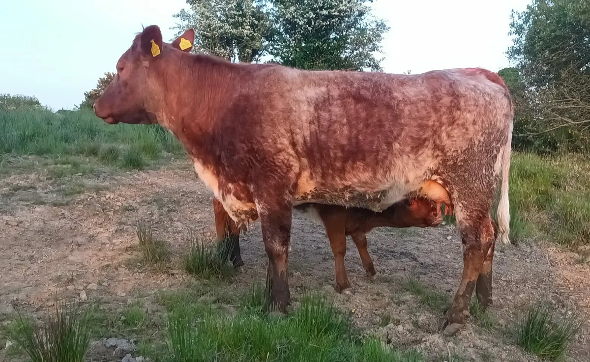 Roan first calver with heifer calf at foot - Image 3