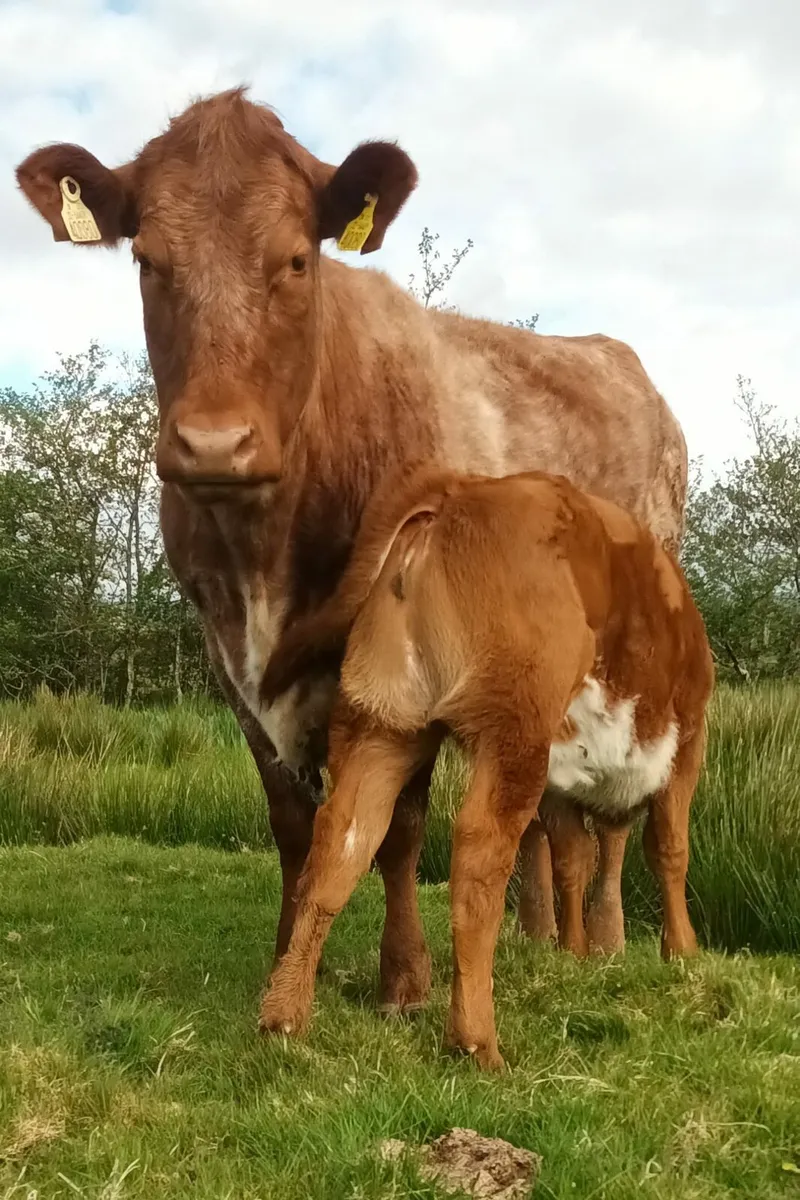 Roan first calver with heifer calf at foot - Image 1