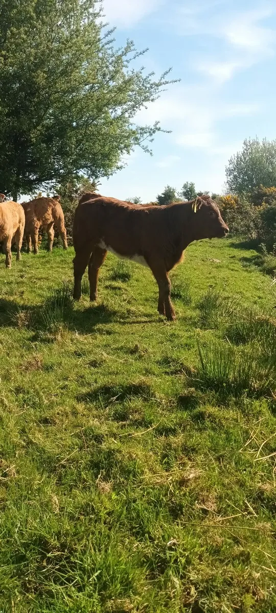Roan first calver with heifer calf at foot - Image 4
