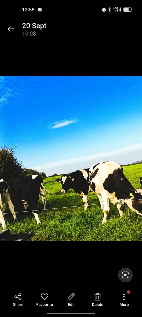 Cows wanted