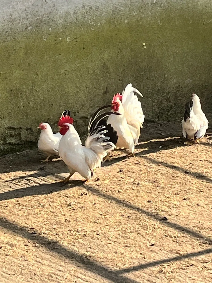 Chickens for sale | Japanese Batam’s - Image 2