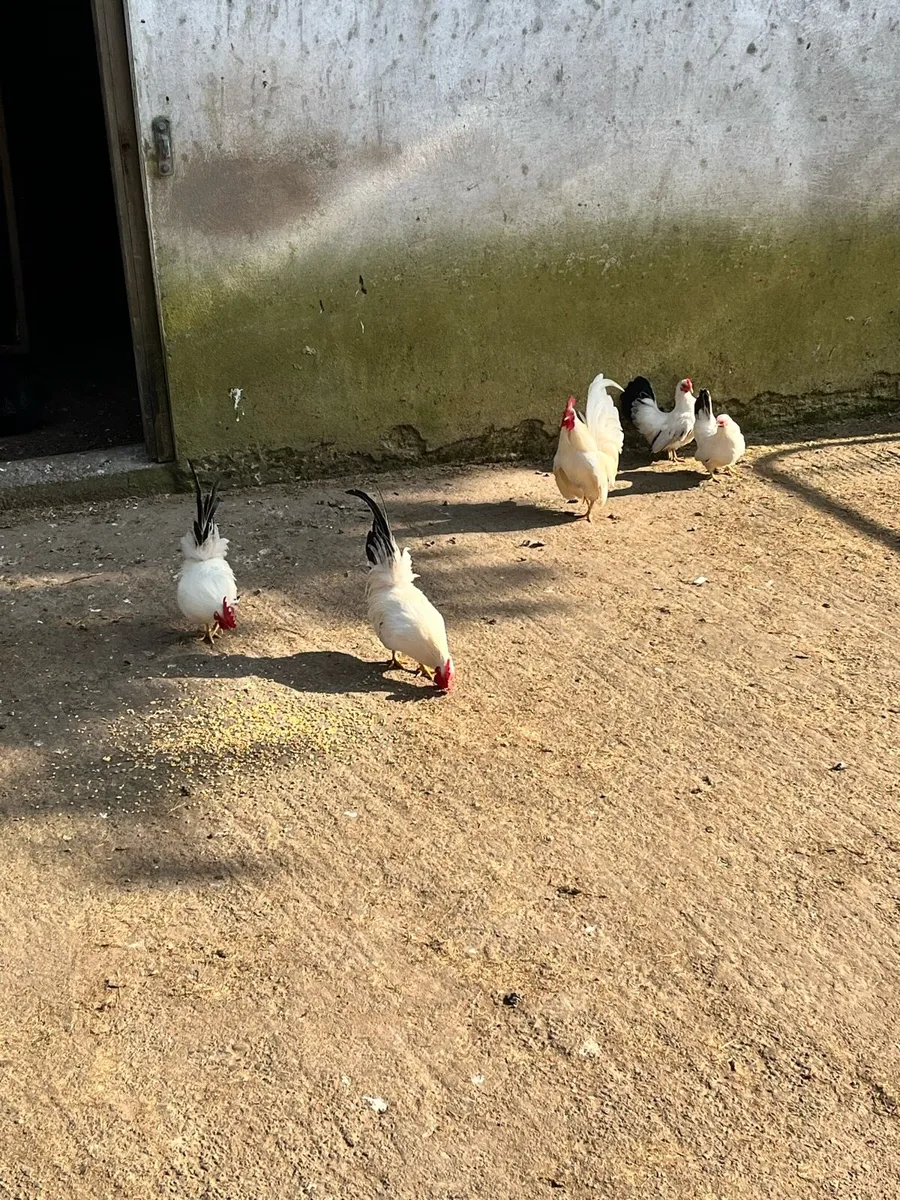 Chickens for sale | Japanese Batam’s - Image 4