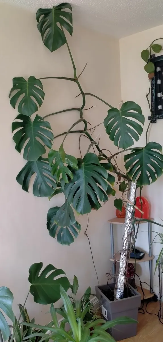 Plants and tree - Image 1