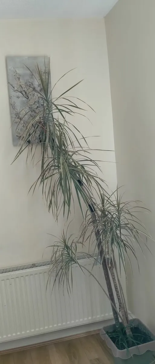 Plants and tree - Image 3