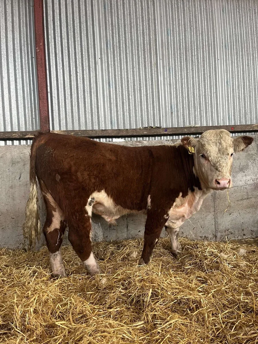 Smashing Hereford bull for sale - Image 1