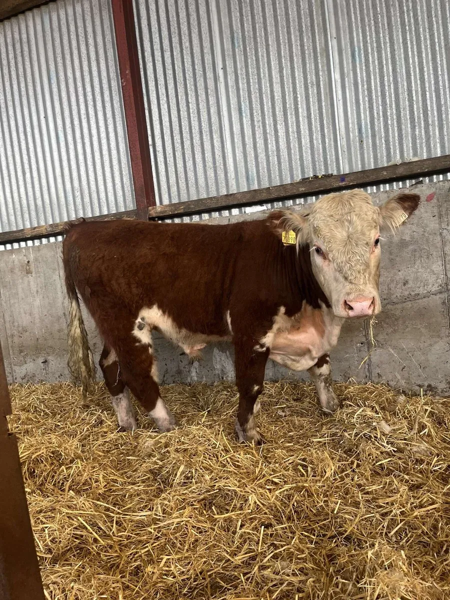 Smashing Hereford bull for sale - Image 2