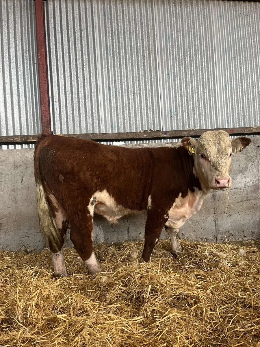 Smashing Hereford bull for sale - Image 3