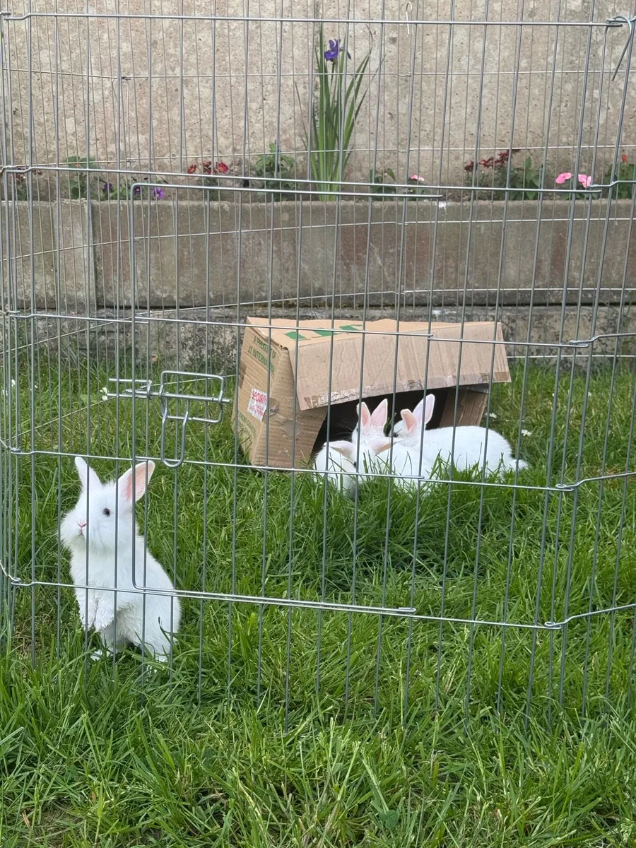 Baby rabbits ready to go to new homes - Image 1