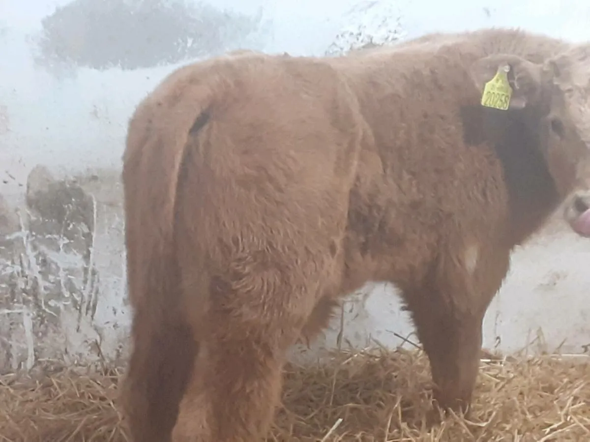 U GRADE CH BULL CALF - Image 1
