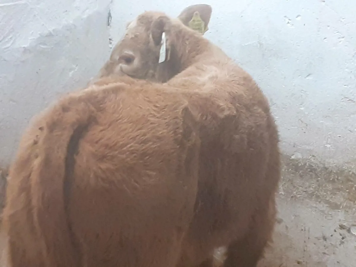 U GRADE CH BULL CALF - Image 2
