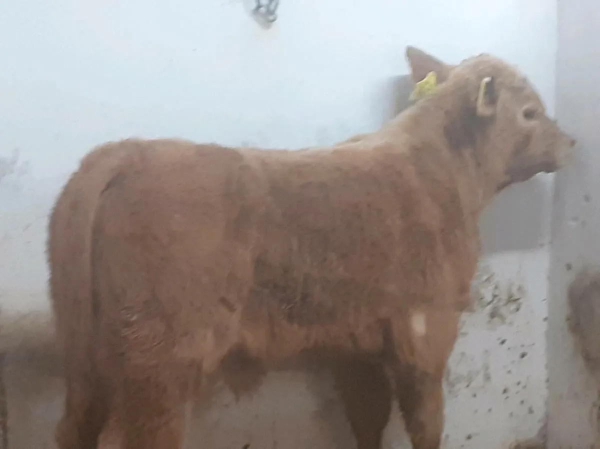 U GRADE CH BULL CALF - Image 3