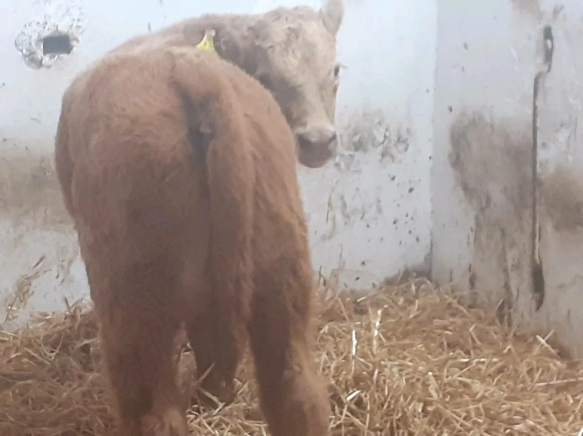 U GRADE CH BULL CALF - Image 4