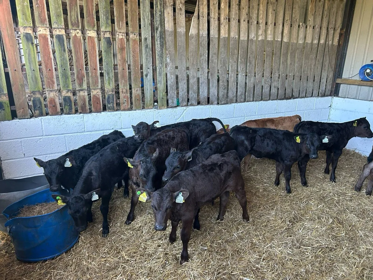 10 Strong Limousin Calves - Image 1