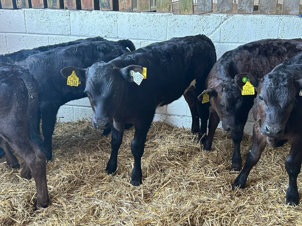 10 Strong Limousin Calves - Image 2