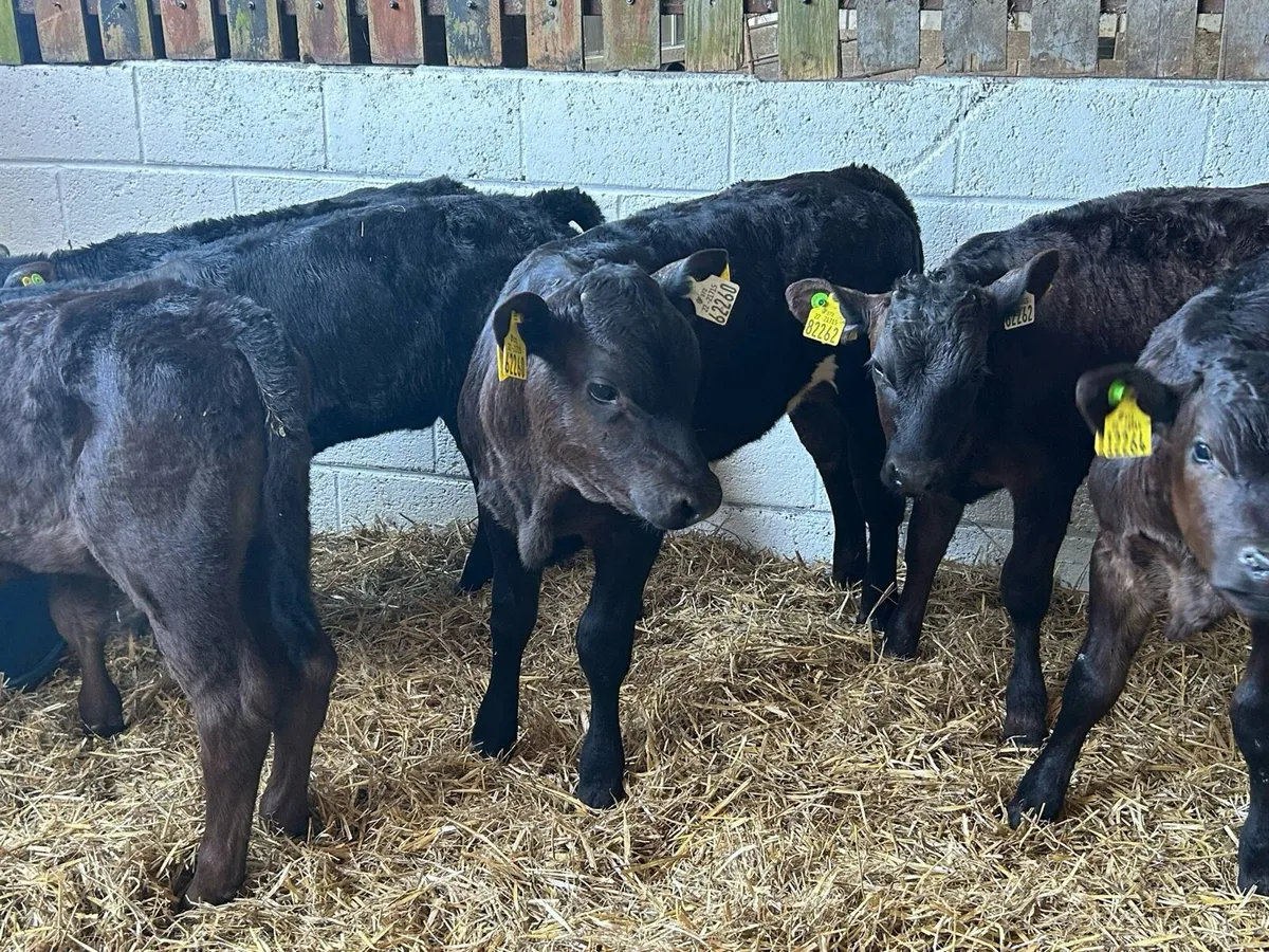 10 Strong Limousin Calves - Image 3