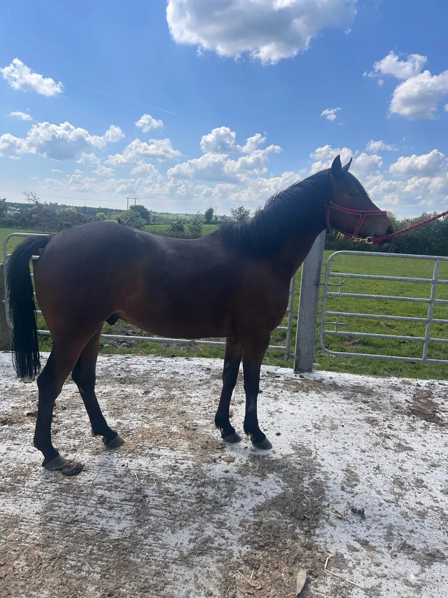 4 Year Old Gelding - Image 1