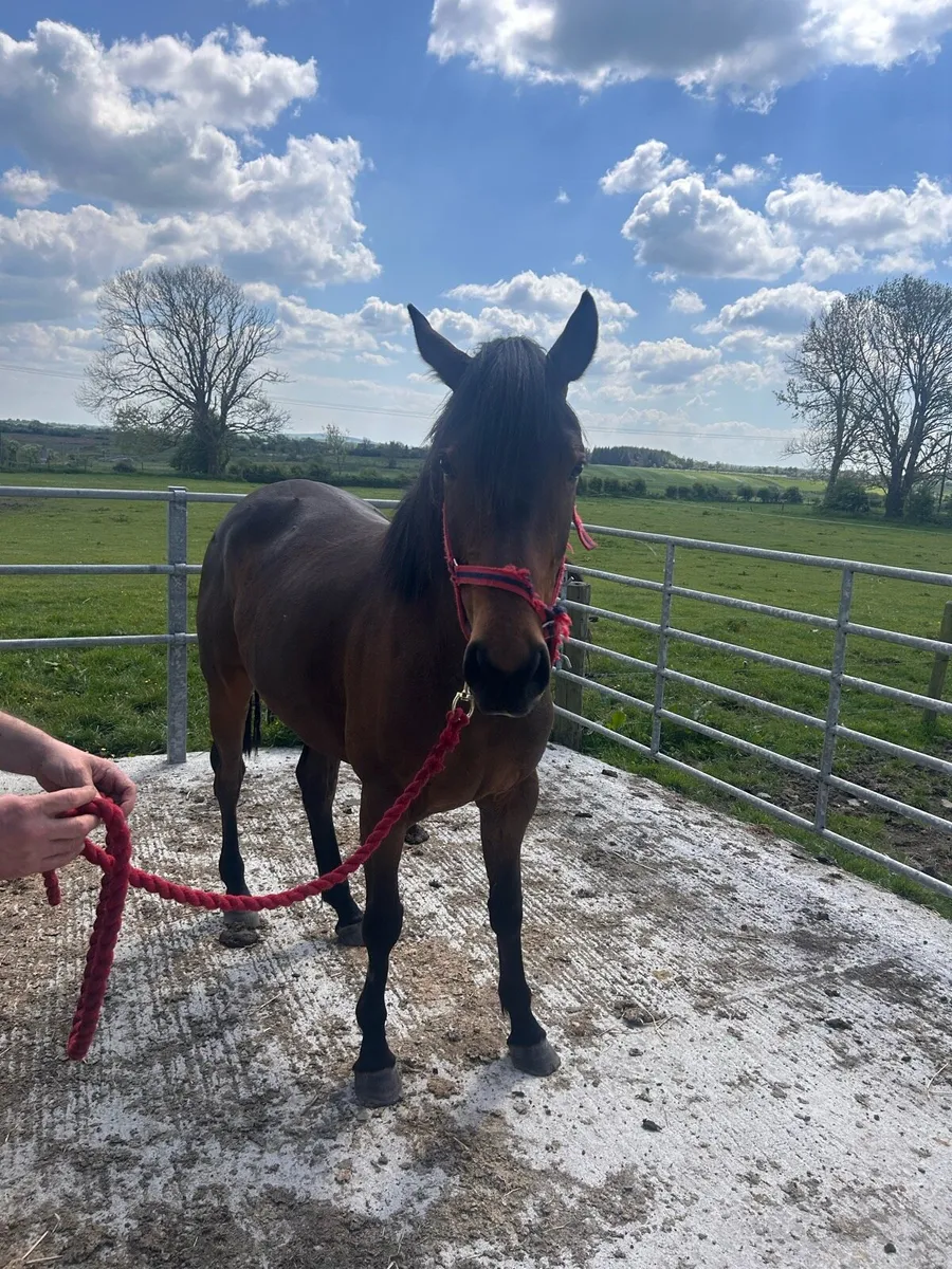 4 Year Old Gelding - Image 2