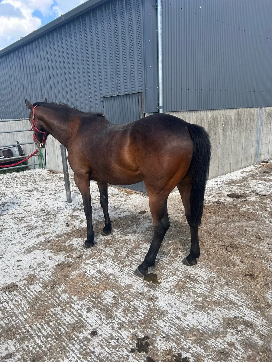 4 Year Old Gelding - Image 3