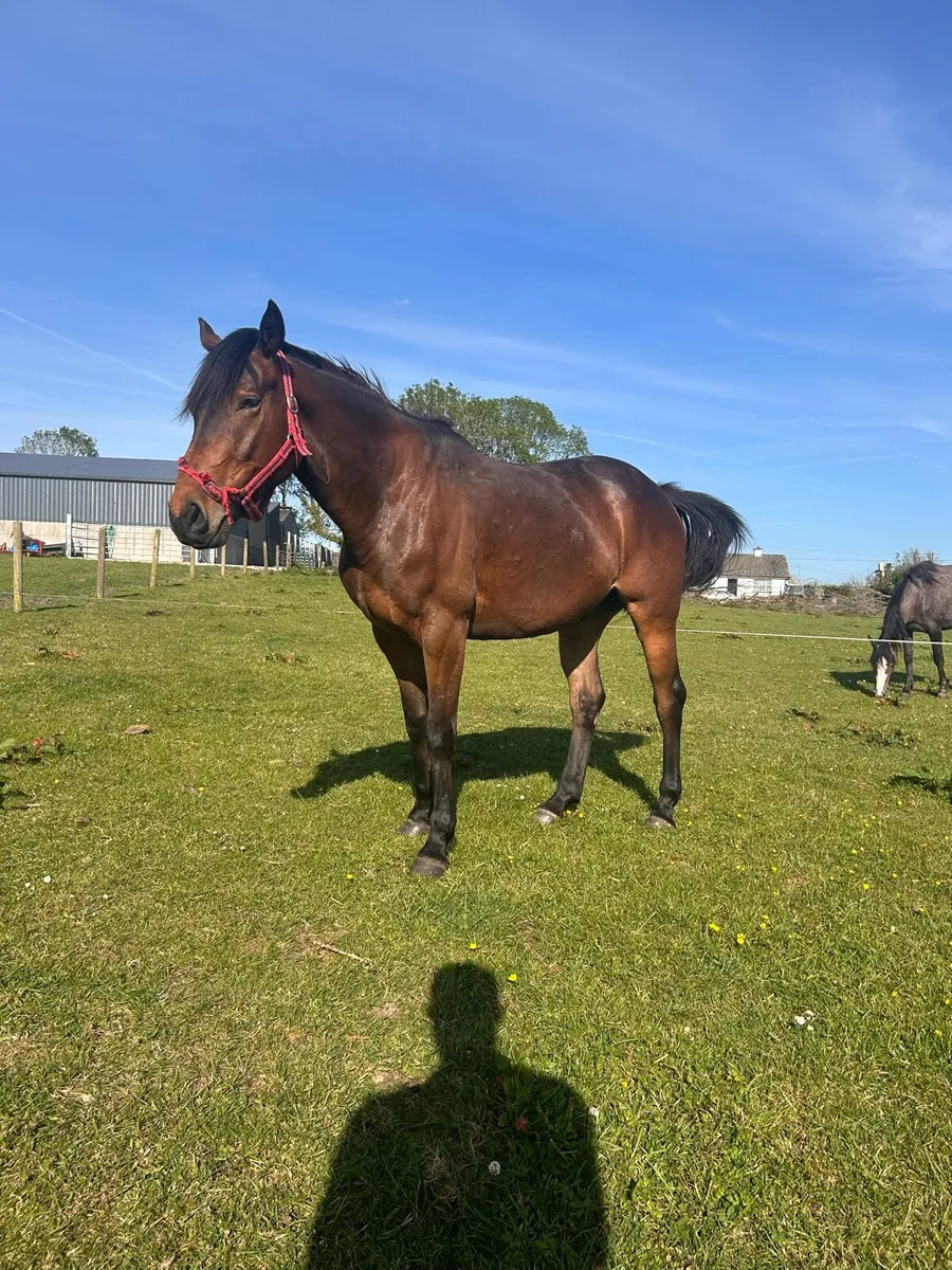 4 Year Old Gelding - Image 4
