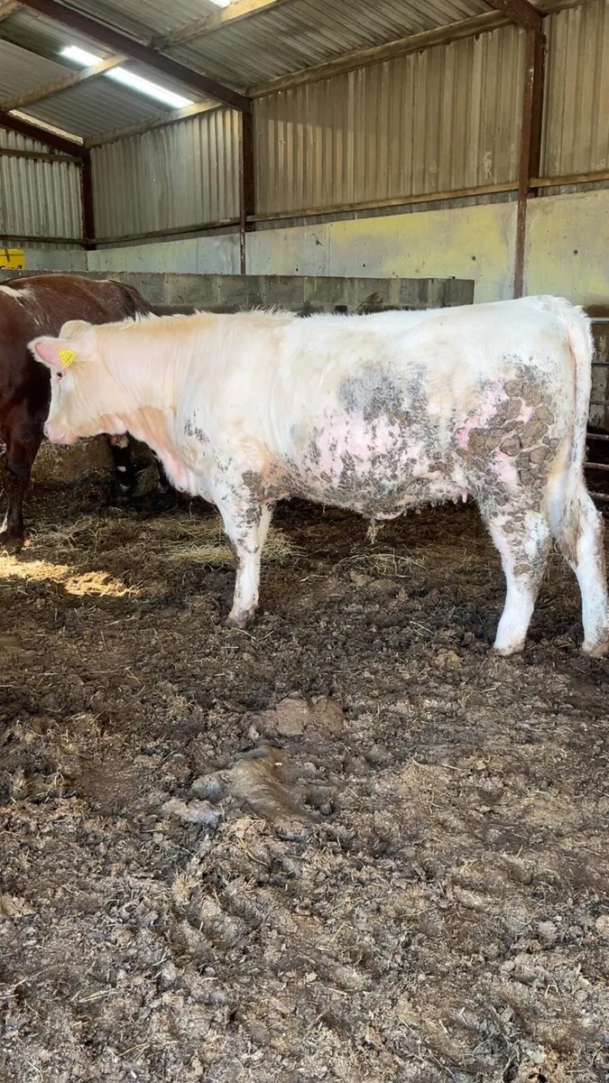 Beef cattle - Image 1