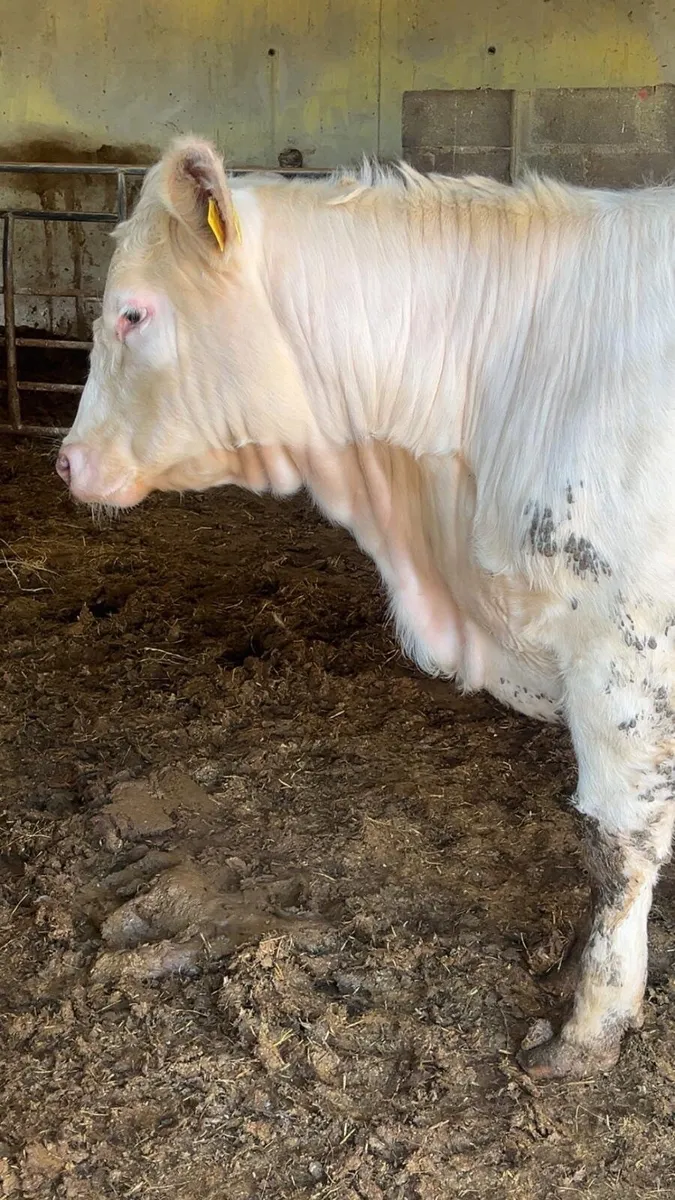 Beef cattle - Image 2