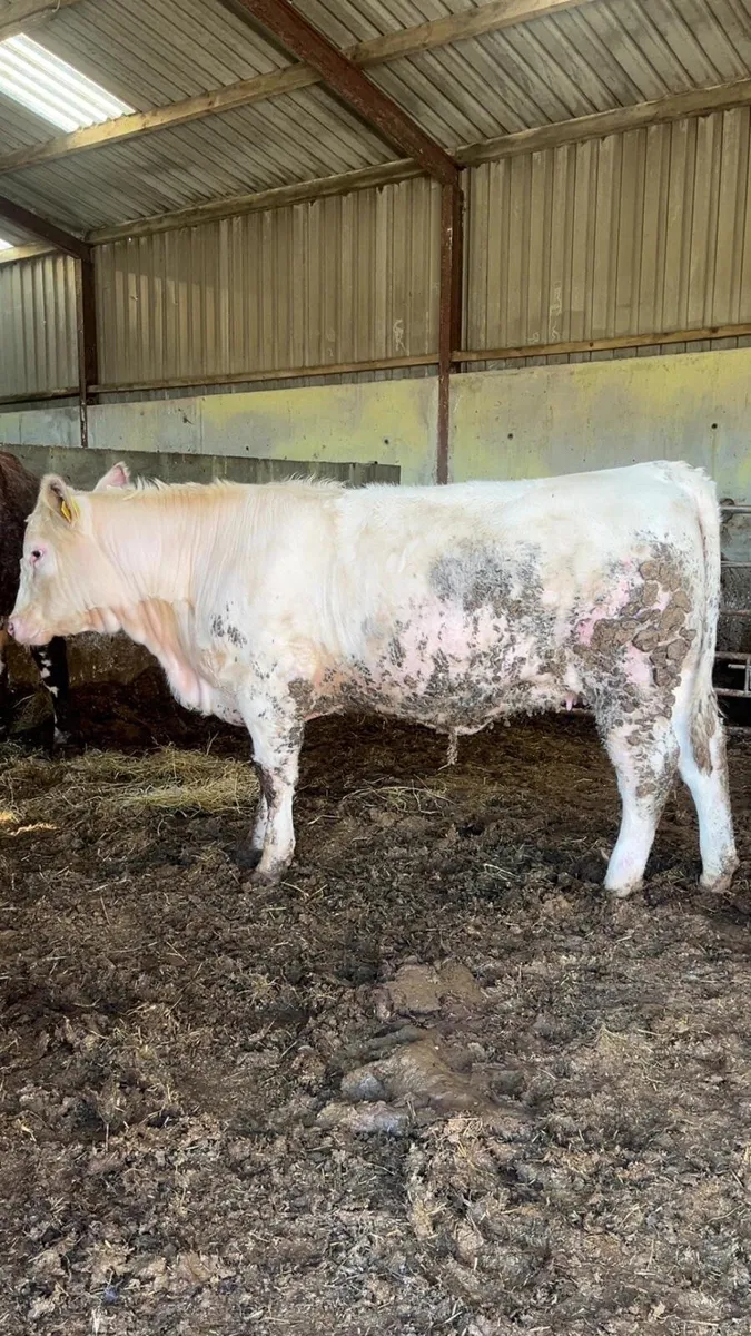 Beef cattle - Image 3