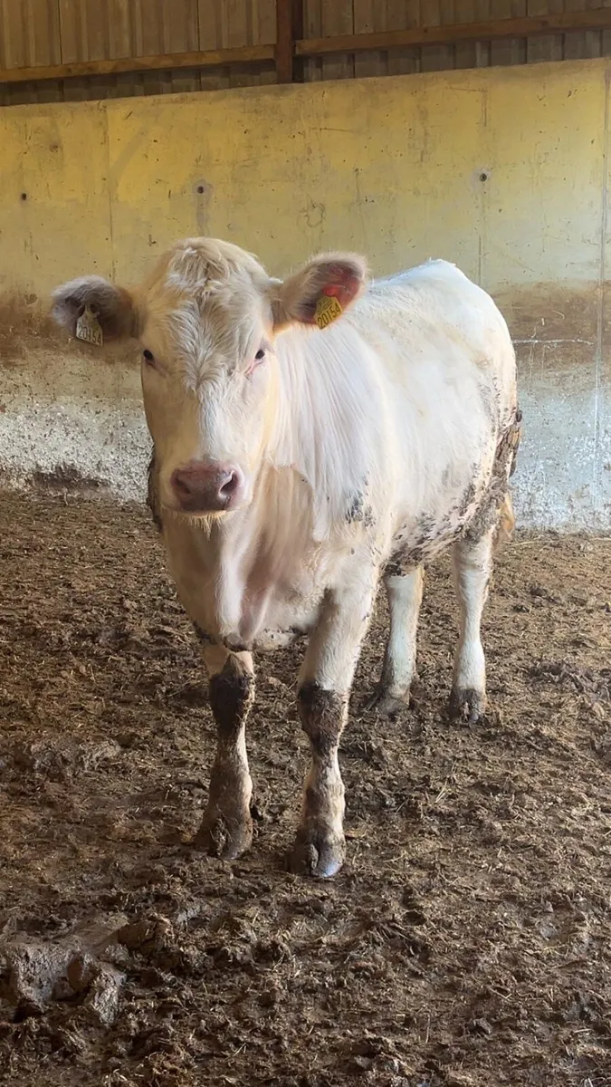 Beef cattle - Image 4