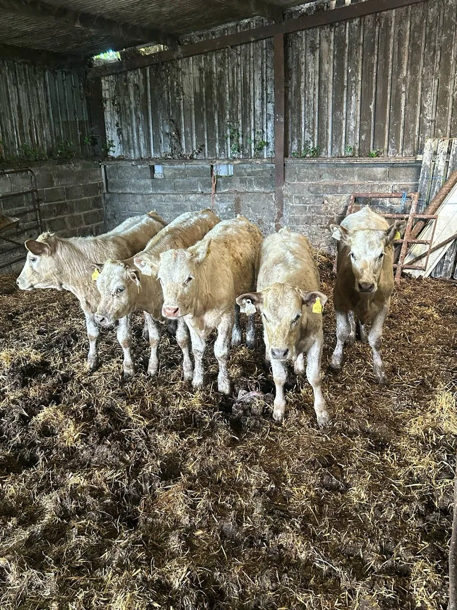 5 CHx Heifer Weanlings - Image 1