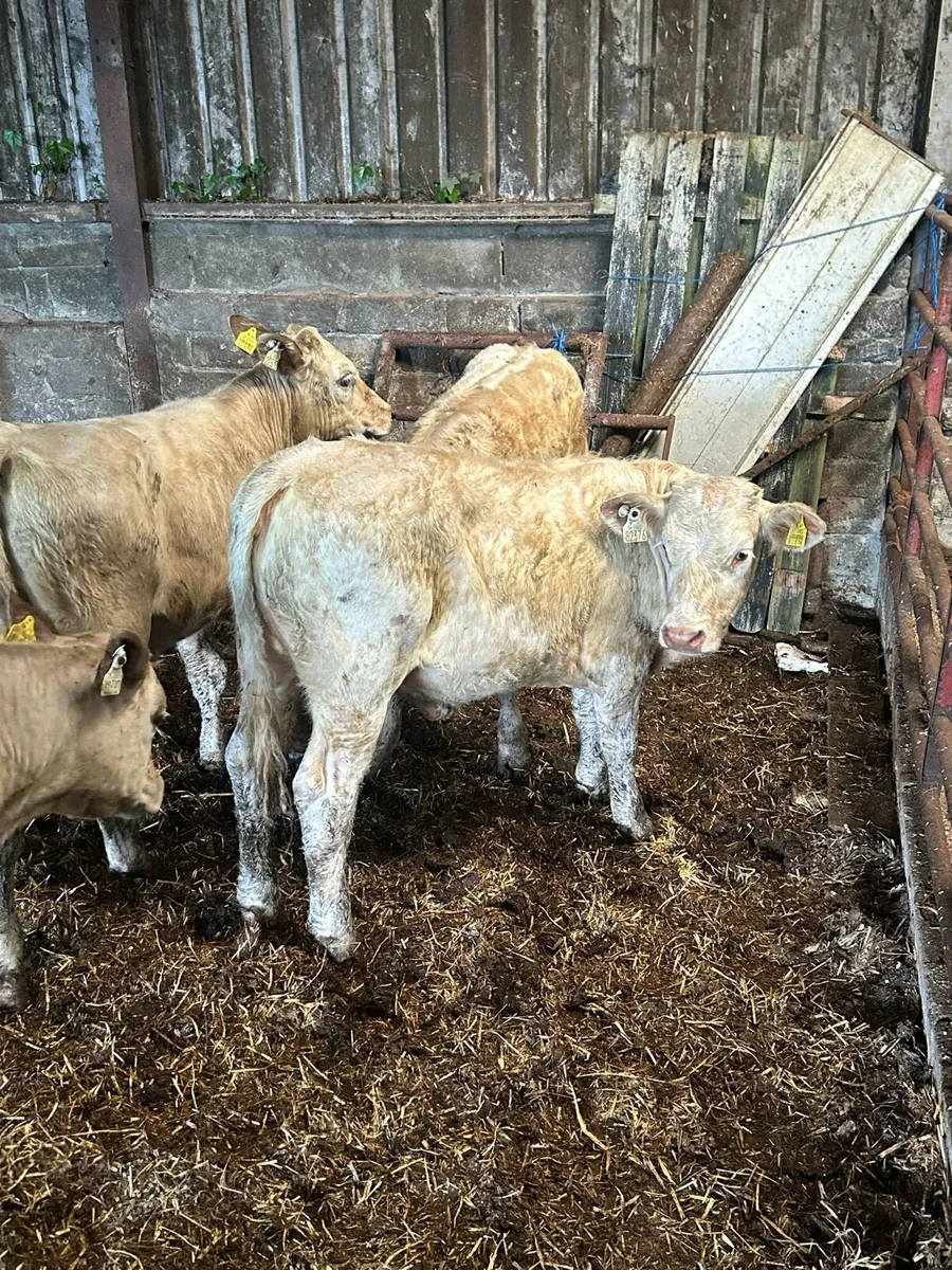 5 CHx Heifer Weanlings - Image 2