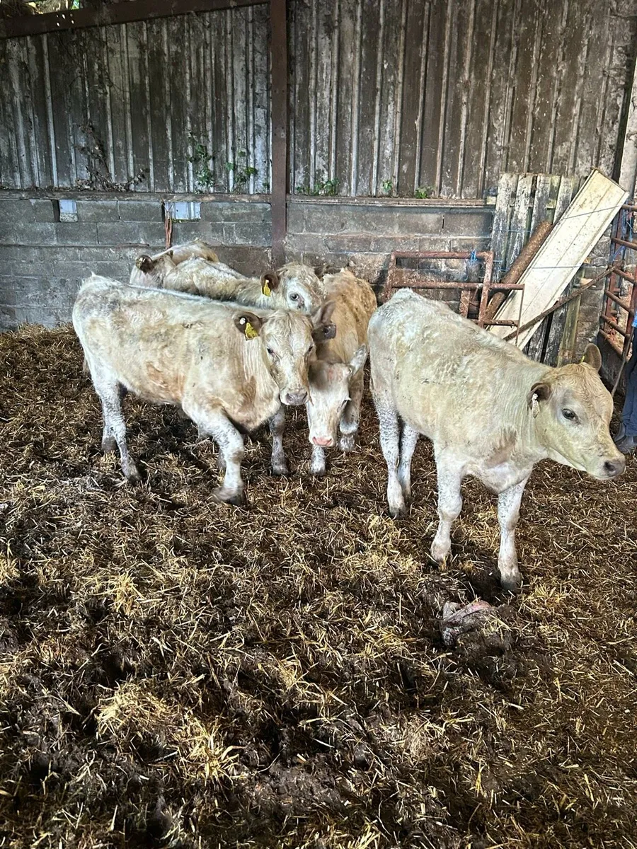 5 CHx Heifer Weanlings - Image 3